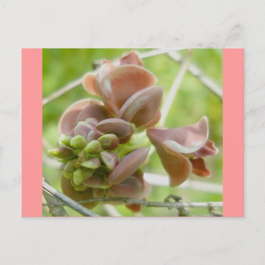 Pink Pea-like Blume Postcard Postkarte (Vorderseite)