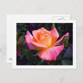 Pink Peach and Yellow Rose Postcard Postkarte (Vorne/Hinten)