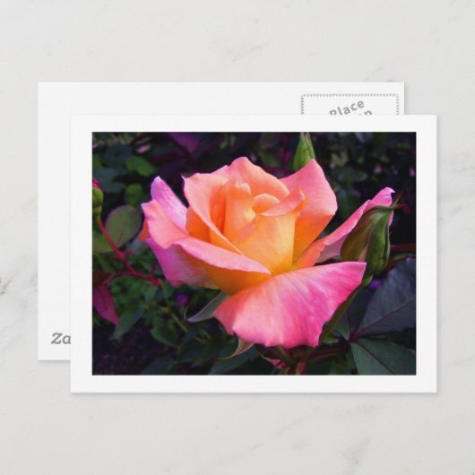 Pink Peach and Yellow Rose Postcard Postkarte (Vorne/Hinten)