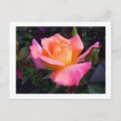 Pink Peach and Yellow Rose Postcard Postkarte (Vorderseite)