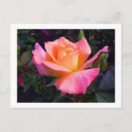 Pink Peach and Yellow Rose Postcard Postkarte