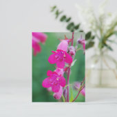 Pink Penstemon Blume Postkarte (Stehend Vorderseite)