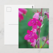 Pink Penstemon Blume Postkarte (Vorne/Hinten)
