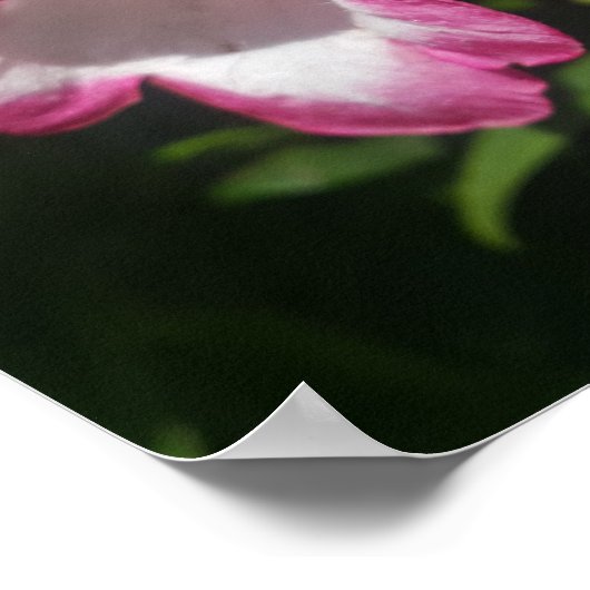 Pink Penstemon Blumengarten Plakat (Ecke)