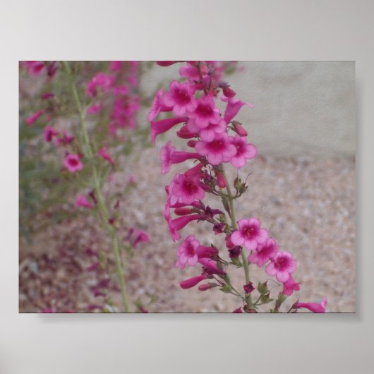 Pink Penstemons Poster (Vorne)