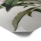 Pink Peongs Blume Art Print Poster (Ecke)