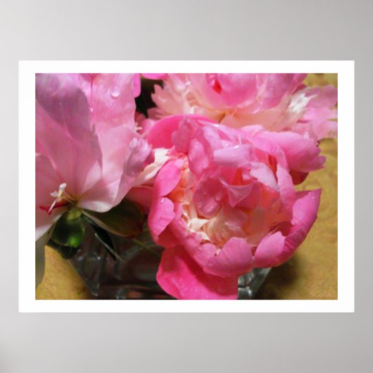 Pink Peonies in Vase / Peony Blume Poster (Vorne)