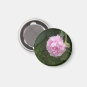 Pink Peonies Magnet (Vorderseite/Rückseite)