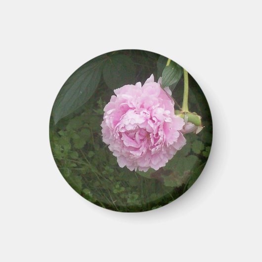 Pink Peonies Magnet (Vorne)