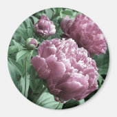 Pink Peonies Magnete Magnet (Vorne)