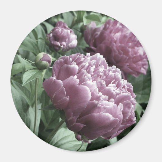Pink Peonies Magnete Magnet (Vorne)