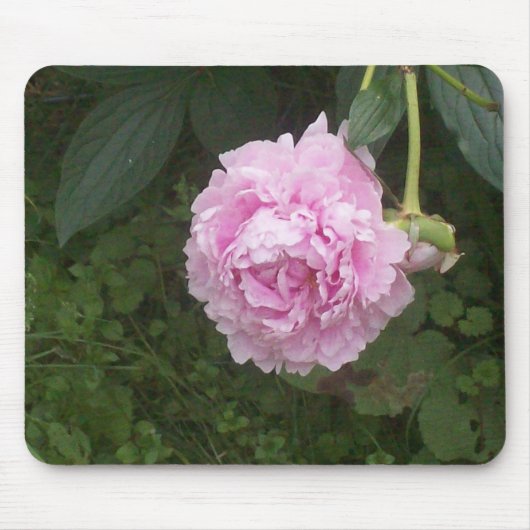 Pink Peonies Mousepad (Vorne)