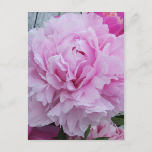 Pink Peonies / Peony Postcard Postkarte