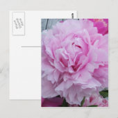 Pink Peonies / Peony Postcard Postkarte (Vorne/Hinten)