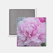 Pink Peonies / Peony Square Magnet (Vorderseite/Rückseite)