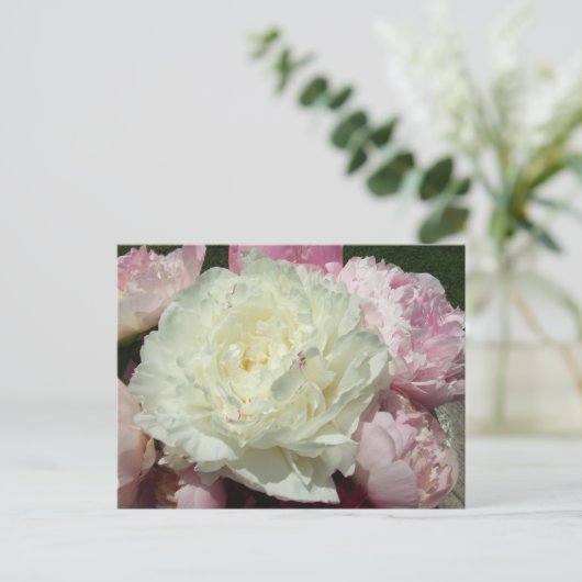 Pink Peonies / Pink Peony Postcard Postkarte (Stehend Vorderseite)