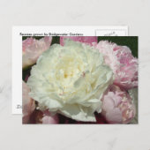 Pink Peonies / Pink Peony Postcard Postkarte (Vorne/Hinten)