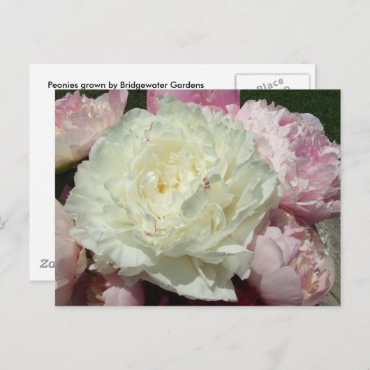 Pink Peonies / Pink Peony Postcard Postkarte (Vorne/Hinten)