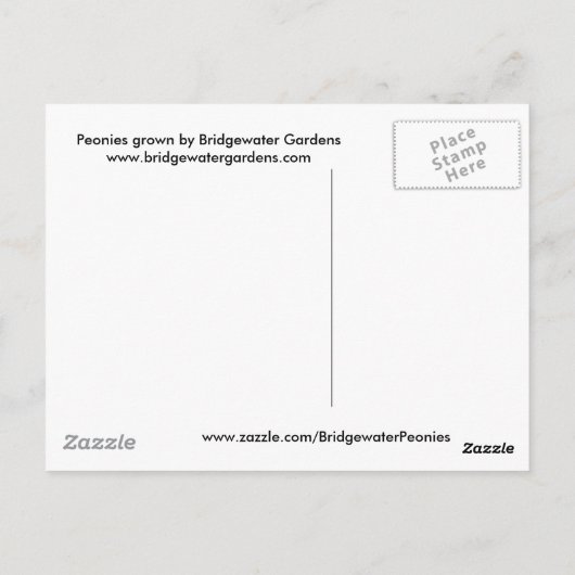 Pink Peonies / Pink Peony Postcard Postkarte (Rückseite)