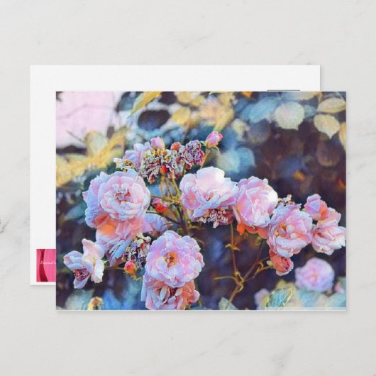 PINK PEONIES POSTCARD POSTKARTE (Vorne/Hinten)
