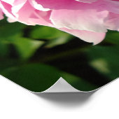 Pink Peonies Poster (Ecke)
