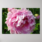 Pink Peonies Poster (Vorne)