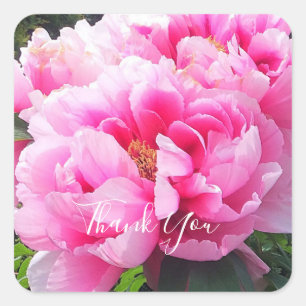 Pink Peonies Quadratischer Aufkleber