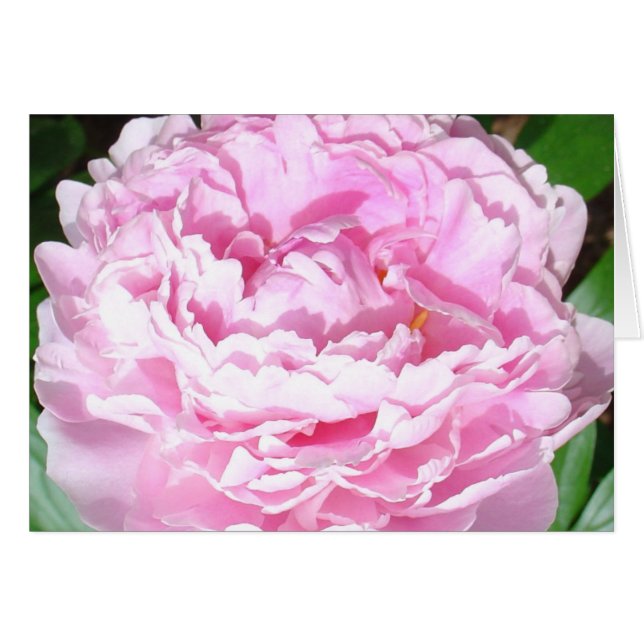 Pink Peony (Vorderseite (Horizontal))