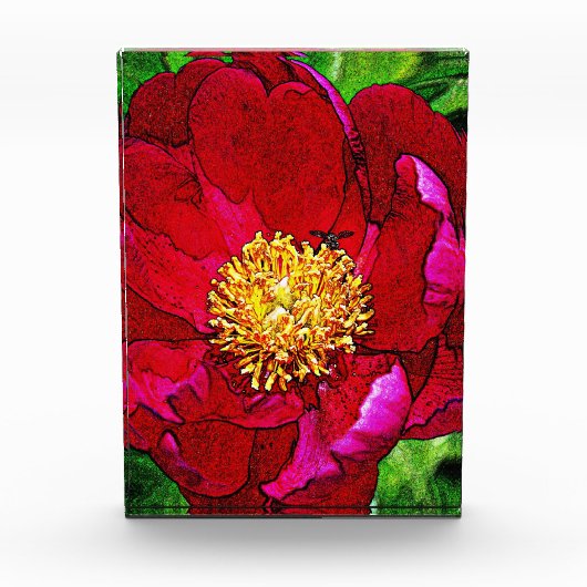 Pink Peony Acrylic Block (Vorderseite)