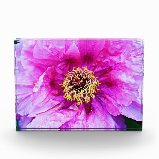 Pink Peony Acrylic Block (Vorderseite)