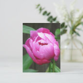 Pink Peony Bloom Postkarte (Stehend Vorderseite)
