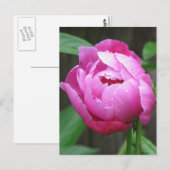 Pink Peony Bloom Postkarte (Vorne/Hinten)