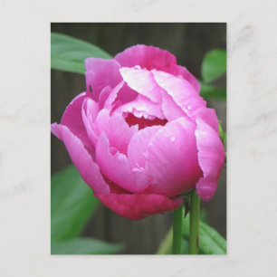Pink Peony Bloom Postkarte