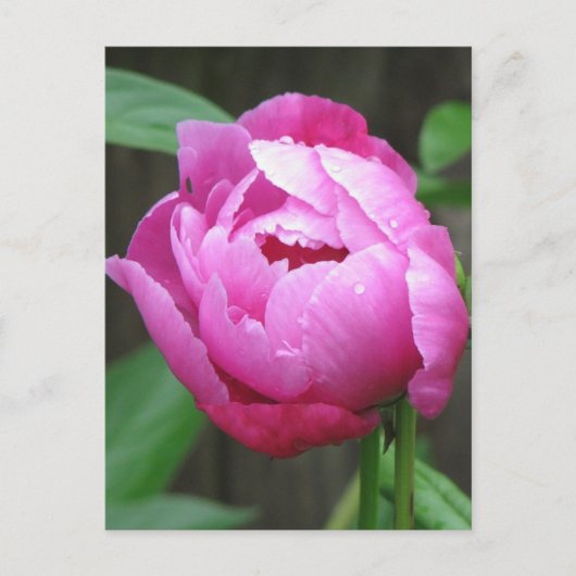 Pink Peony Bloom Postkarte (Vorderseite)