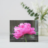 Pink Peony Bloom Postkarte (Stehend Vorderseite)
