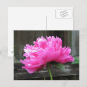 Pink Peony Bloom Postkarte (Vorne/Hinten)