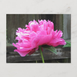 Pink Peony Bloom Postkarte