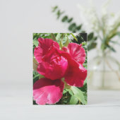 Pink Peony Bloom Postkarte (Stehend Vorderseite)