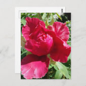 Pink Peony Bloom Postkarte (Vorne/Hinten)