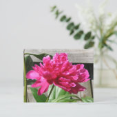 Pink Peony Bloom Postkarte (Stehend Vorderseite)