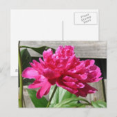 Pink Peony Bloom Postkarte (Vorne/Hinten)