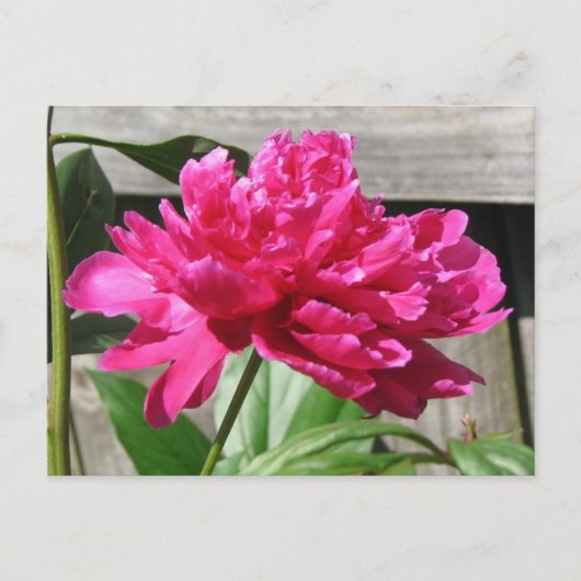 Pink Peony Bloom Postkarte (Vorderseite)
