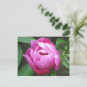 Pink Peony Bloom Postkarte (Stehend Vorderseite)