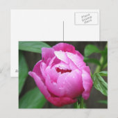 Pink Peony Bloom Postkarte (Vorne/Hinten)