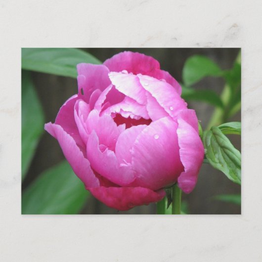 Pink Peony Bloom Postkarte (Vorderseite)