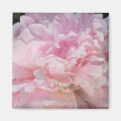 Pink Peony Blossom Magnet (Vorne)