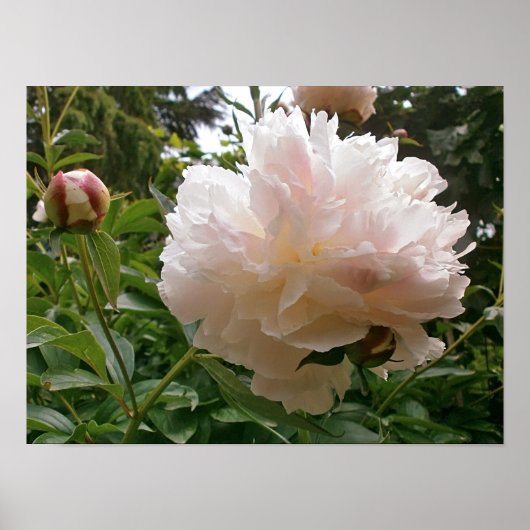 Pink Peony Blossom. Poster (Vorne)