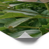 Pink Peony Blossom. Poster (Ecke)