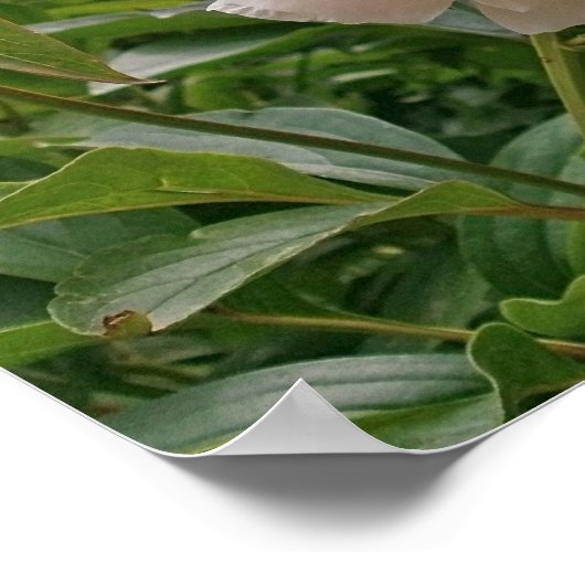 Pink Peony Blossom. Poster (Ecke)