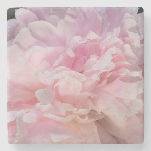 Pink Peony Blossom Steinuntersetzer (Vorderseite)